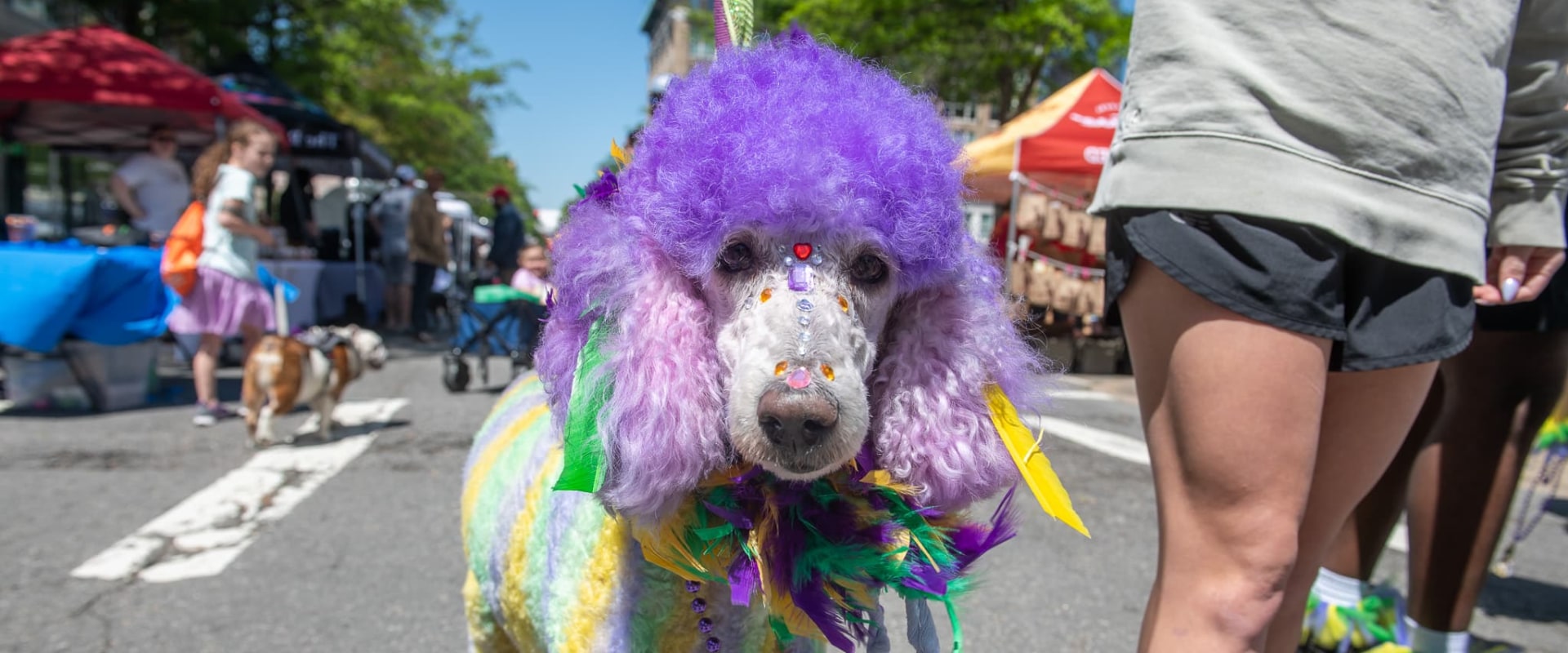 The Pet-Friendly Spring Festivals in Northwest Arkansas: A Local Expert's Perspective