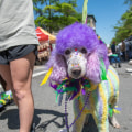 The Pet-Friendly Spring Festivals in Northwest Arkansas: A Local Expert's Perspective